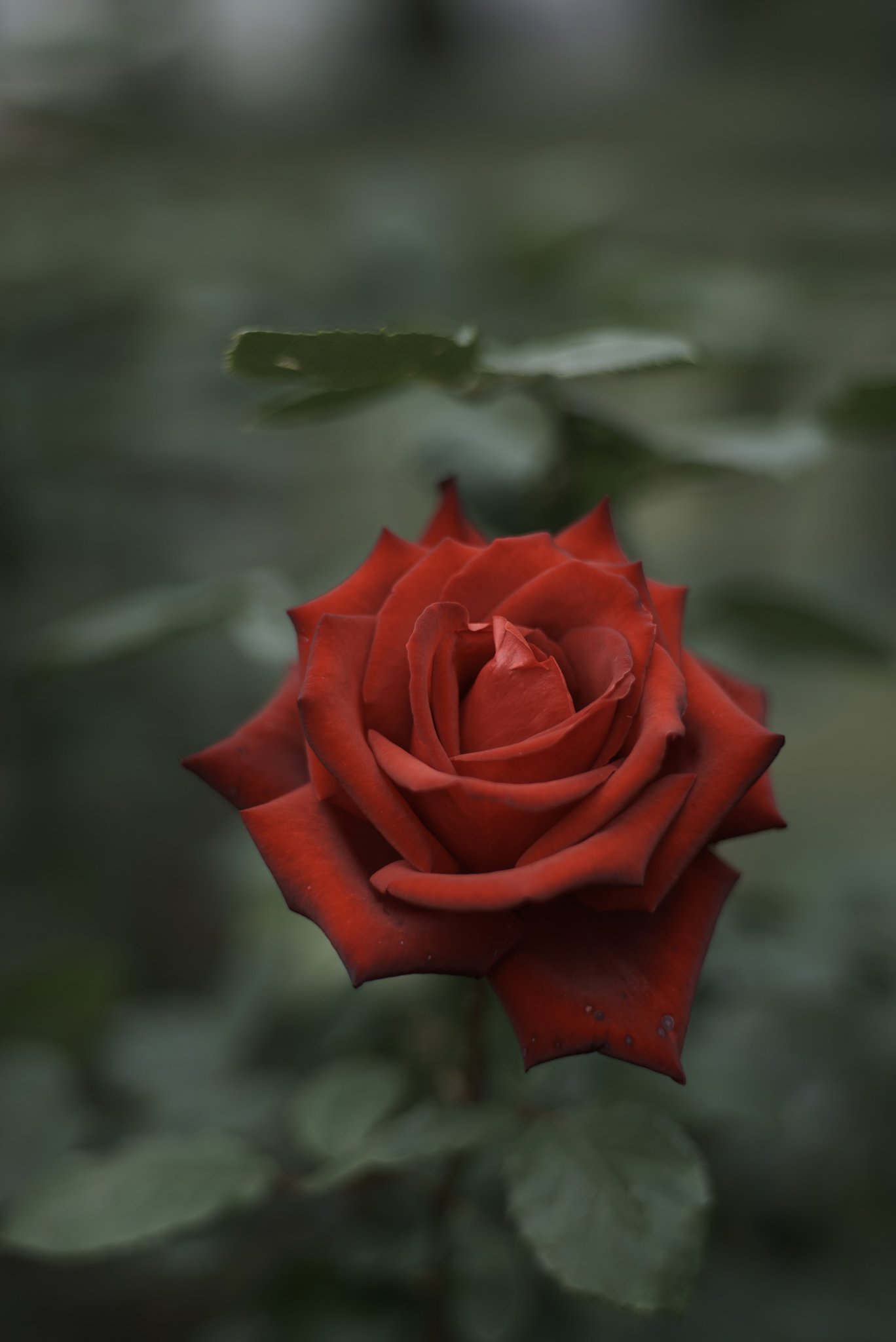 Planar 1:2 f=50mm
