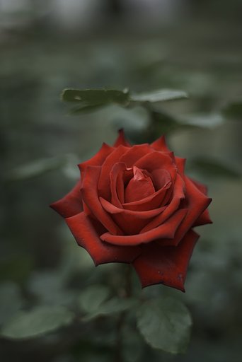 Planar 1:2 f=50mm