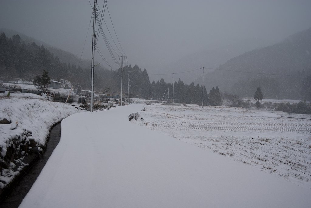 春の雪!
