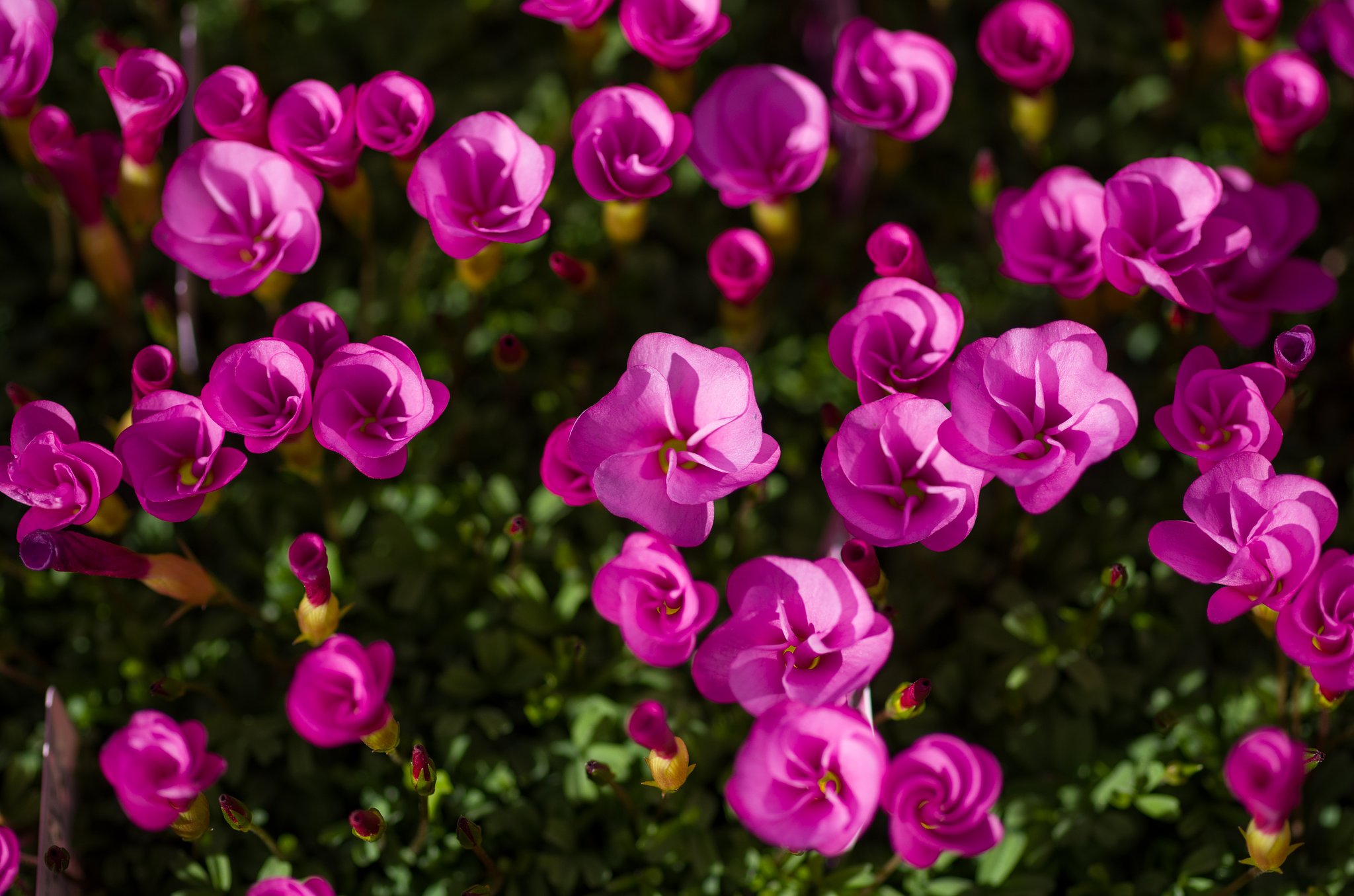 SIGMA MACRO 70mm F2.8 