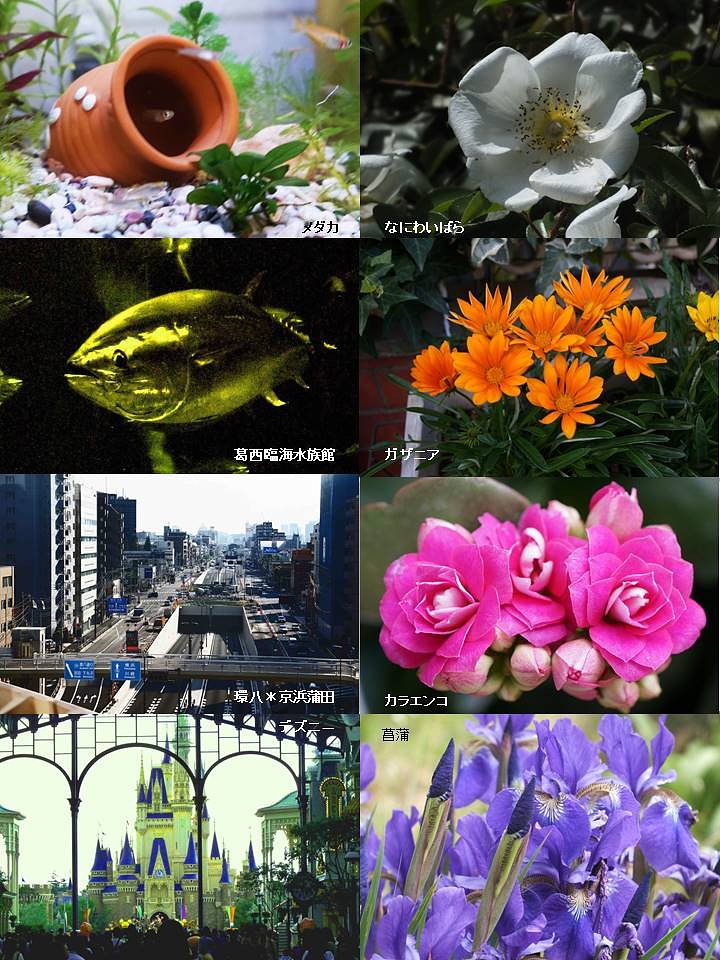 Photo book
