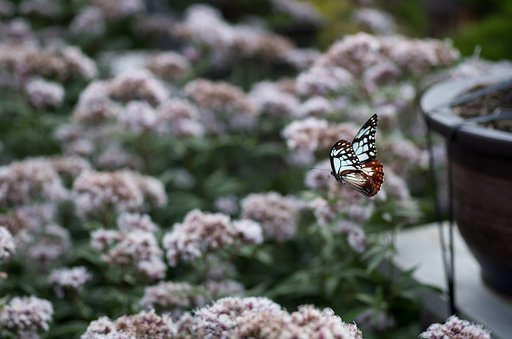 花の海