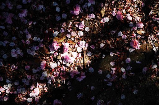 桜散るⅡ