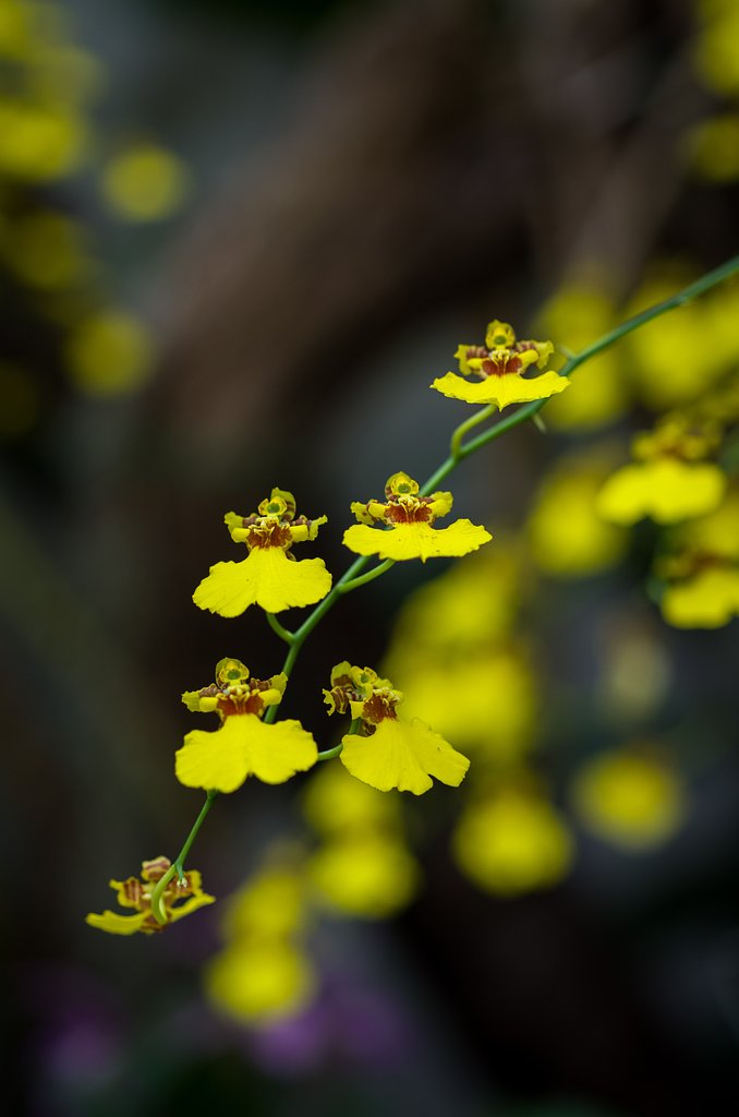 SIGMA MACRO 70mm F2.8 