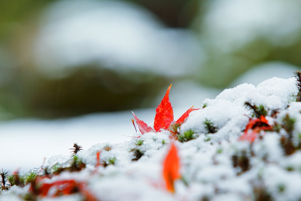 雪中モミジ　不発・・・