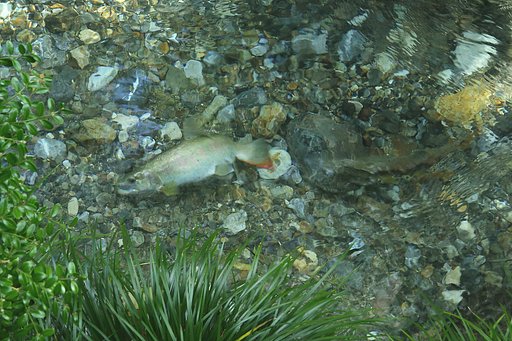 渓魚の産卵準備