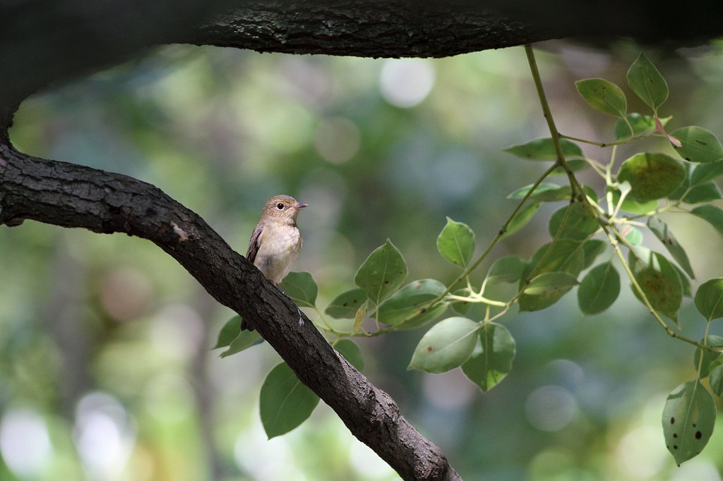 キビタキ♀