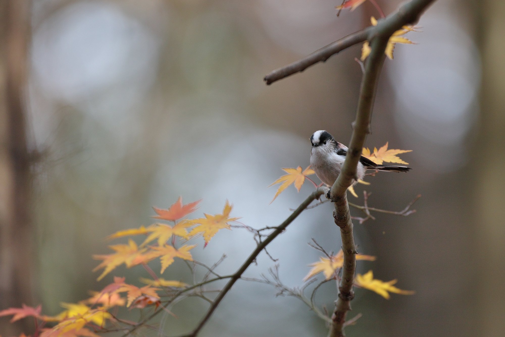 名残の紅葉