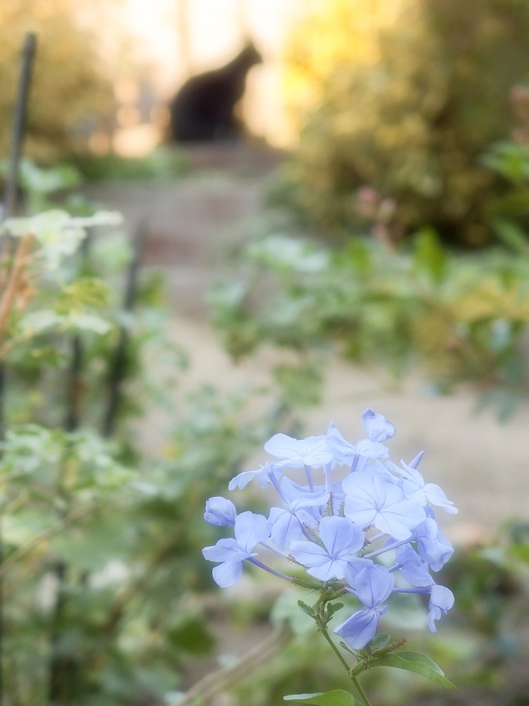 瑠璃茉莉(かな？)