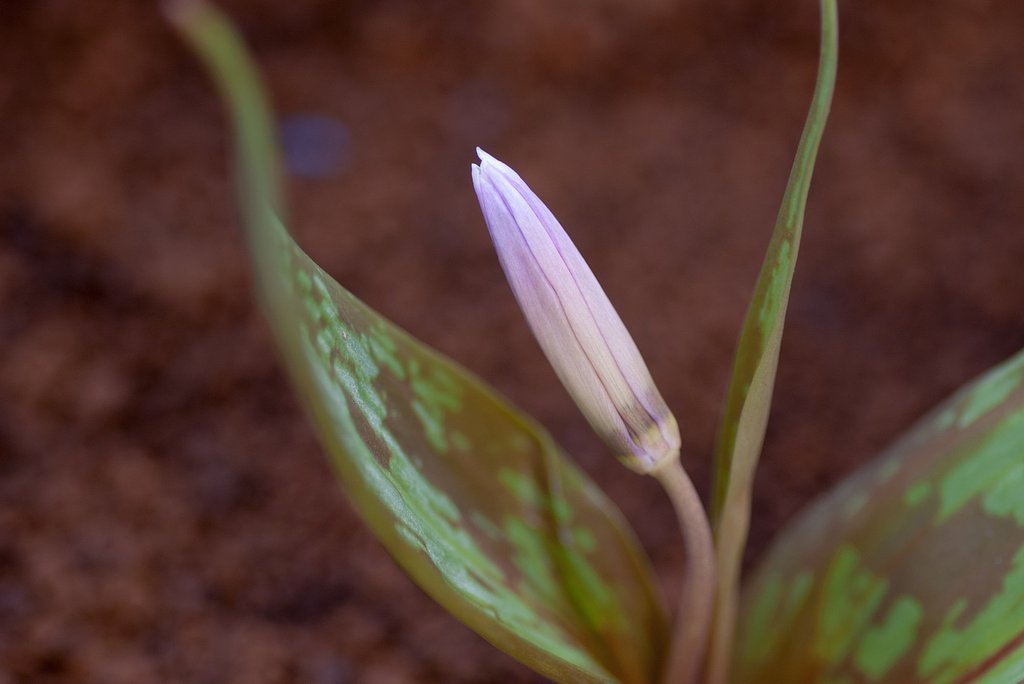 カタクリの花が・・。