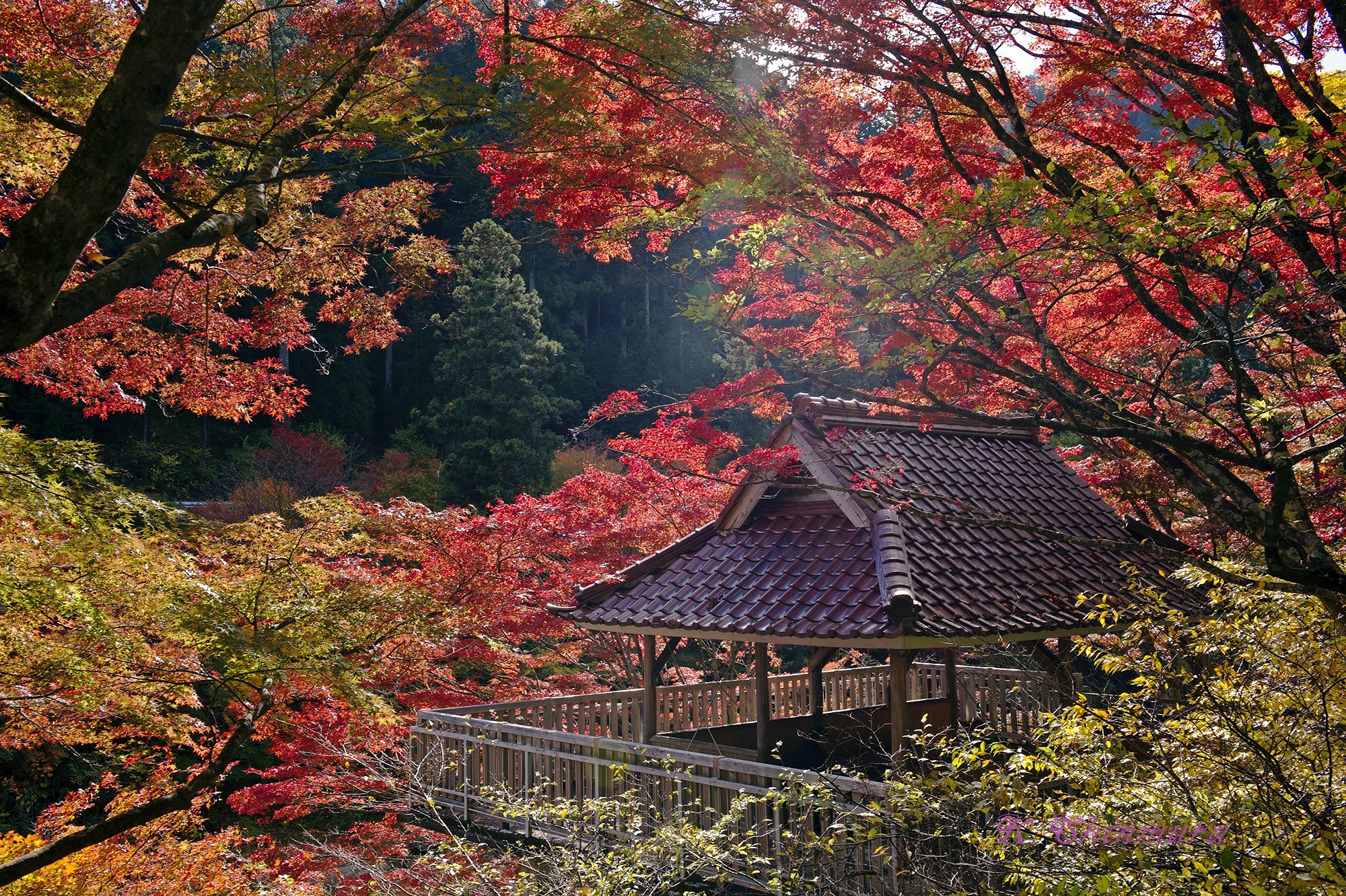 愛知の紅葉