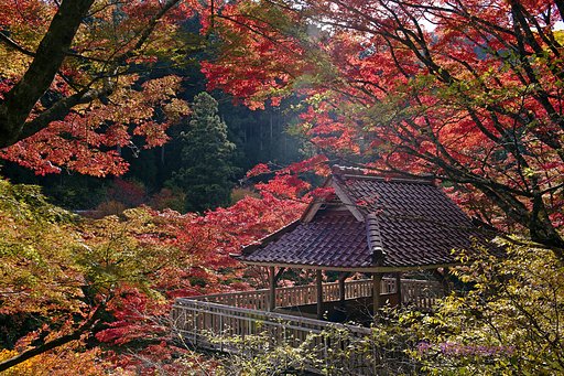 愛知の紅葉
