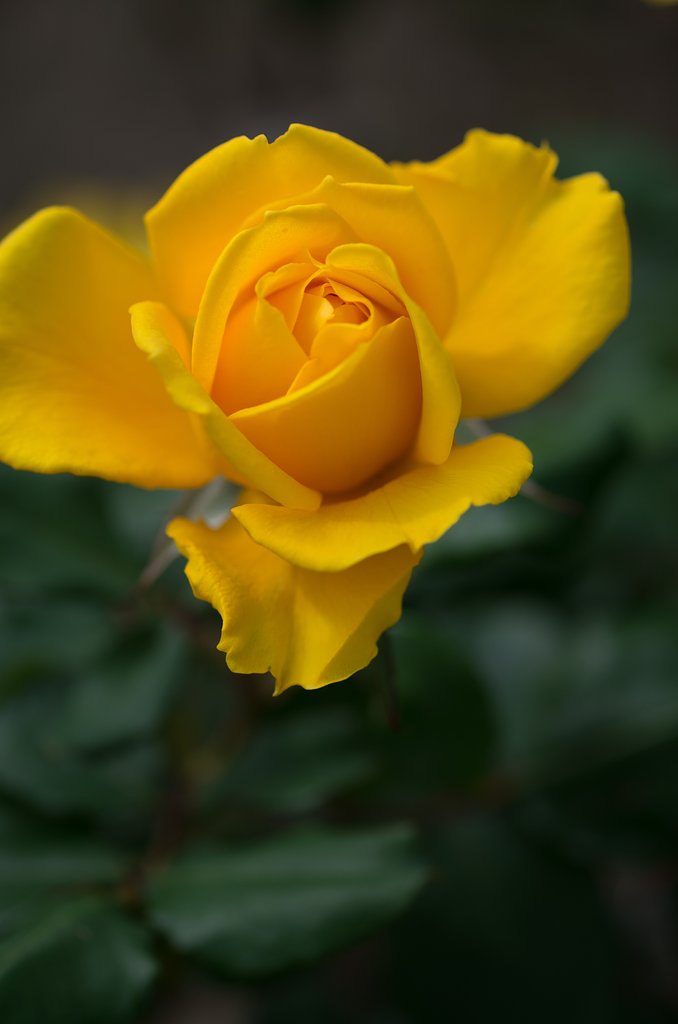 SIGMA MACRO 70mm F2.8