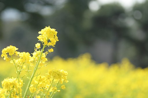 春爛漫
