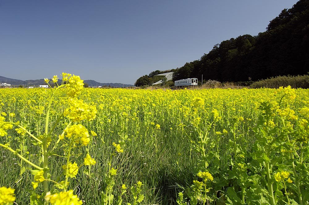 「春」菜の花畑を行く２