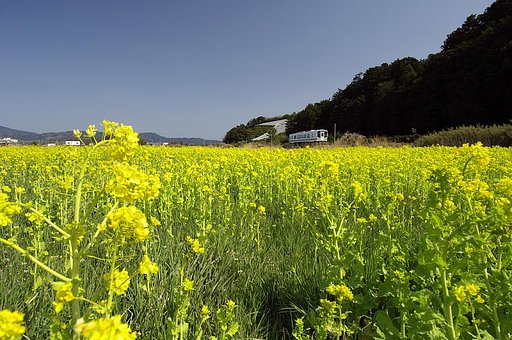 「春」菜の花畑を行く２