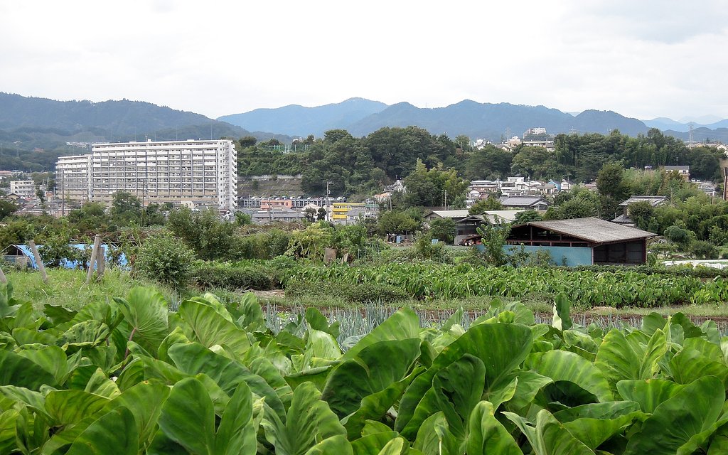 農道風景