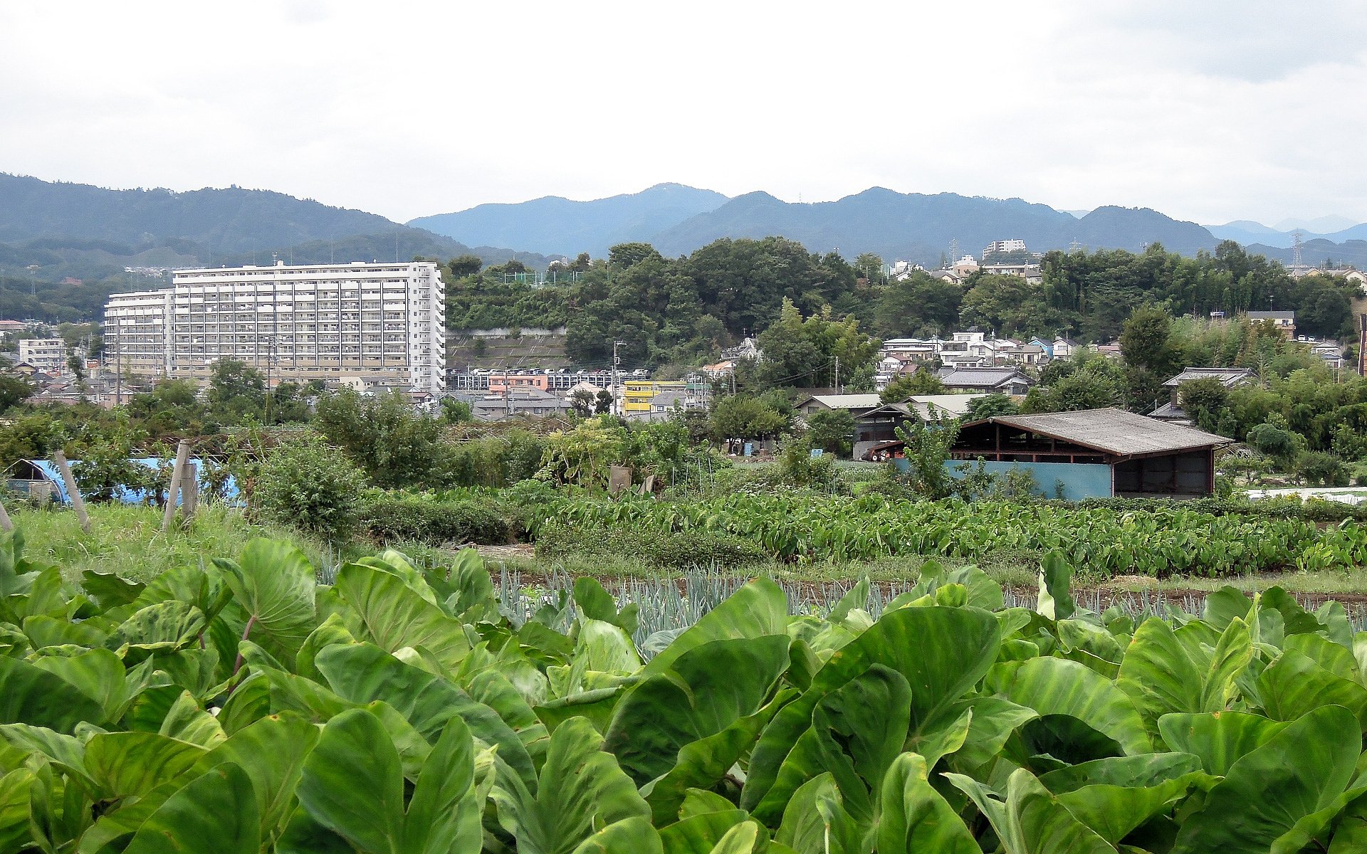 農道風景