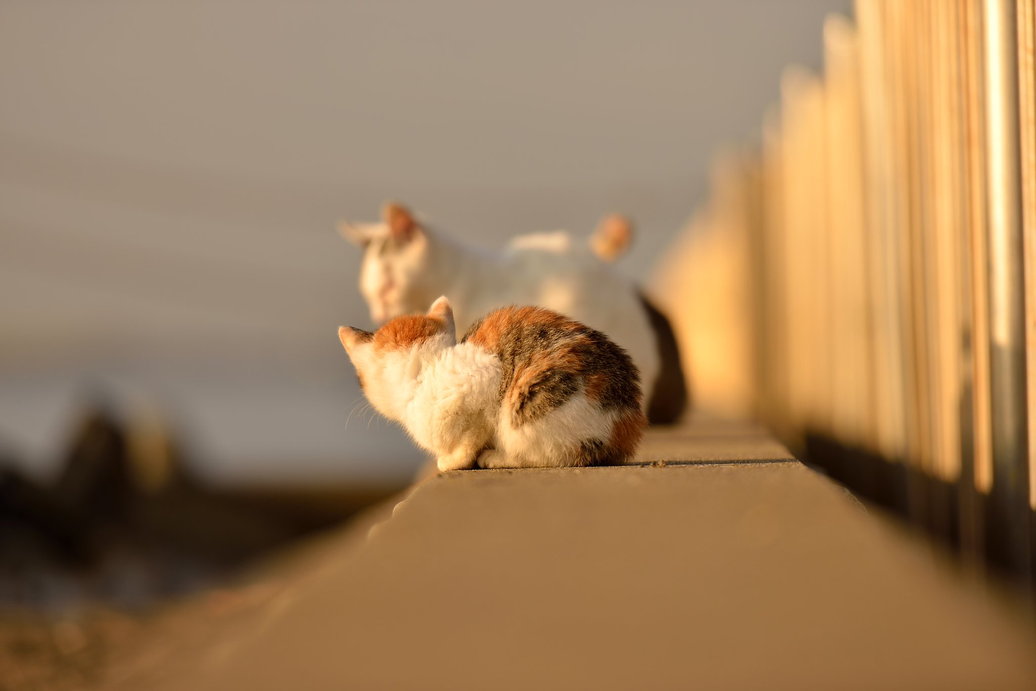 日向猫