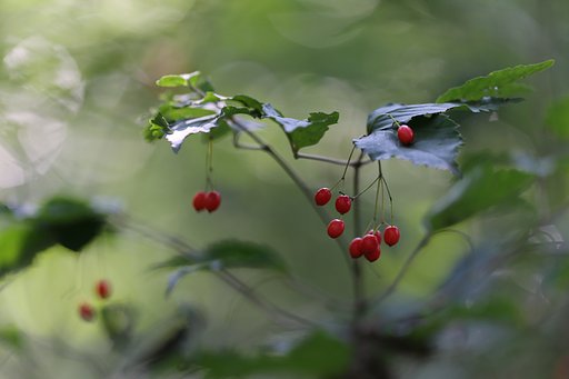 森の珊瑚珠