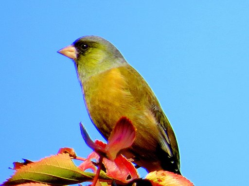 超望遠のカワラヒワ