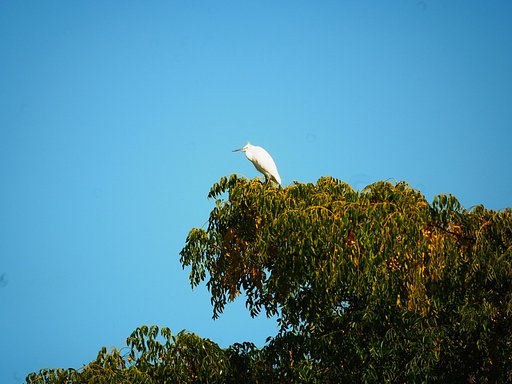 シラサギ