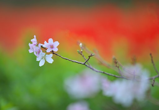四季桜