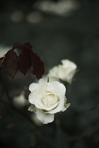 Planar 1:2 f=50mm