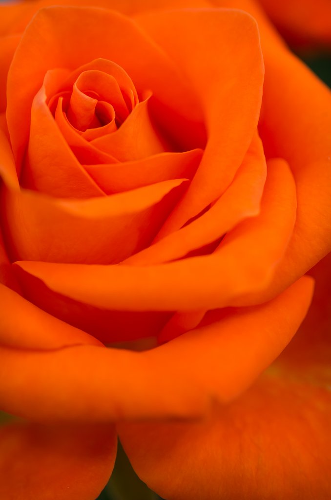 SIGMA MACRO 70mm F2.8