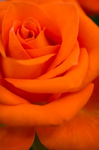 SIGMA MACRO 70mm F2.8