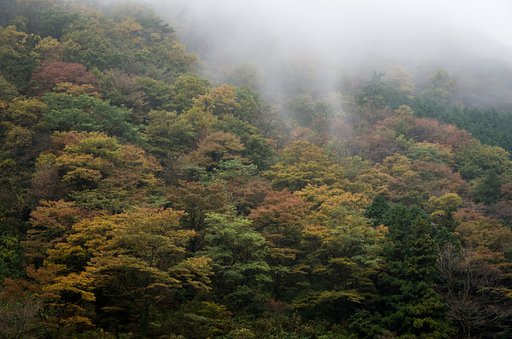 雨霧