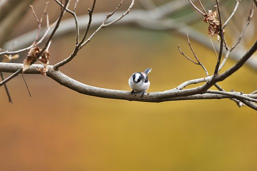 初冬のエナガ