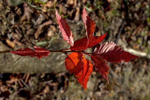 桜ひこばえ