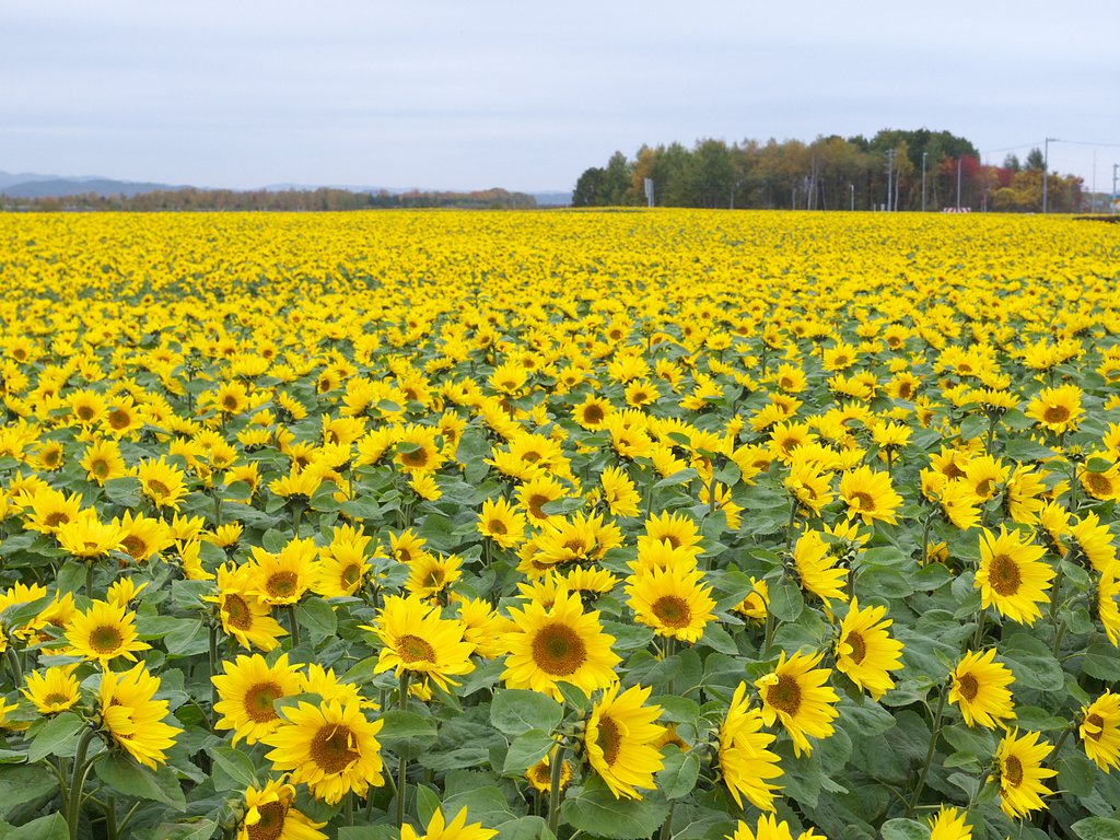 秋の太陽花