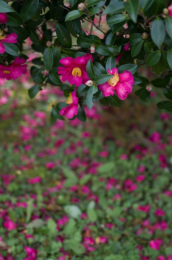 山茶花４