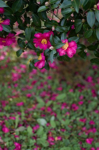 山茶花４