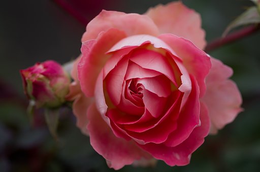 冬薔薇