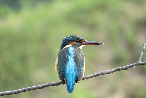 ☆愛しのカワセミ♪☆