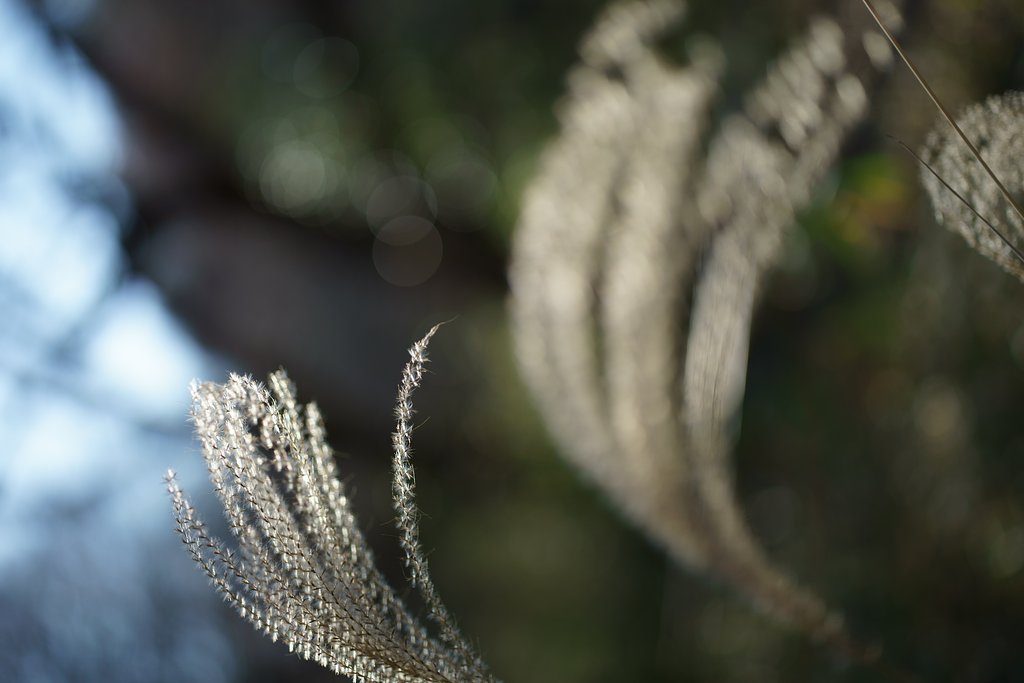 Otus 55mm F1.4 ZF2