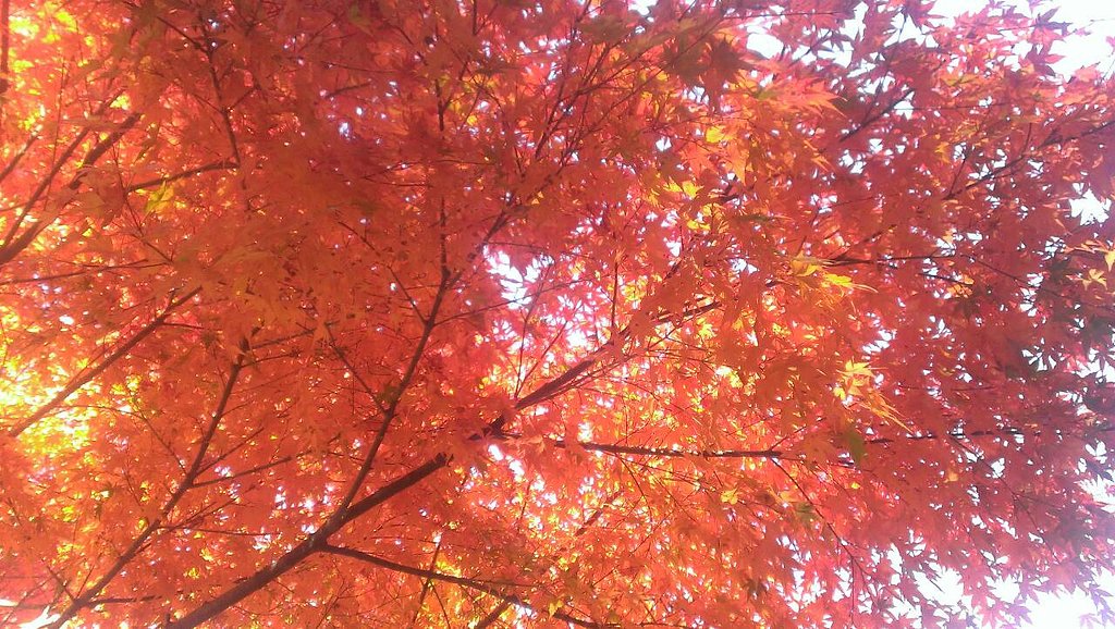 紅葉