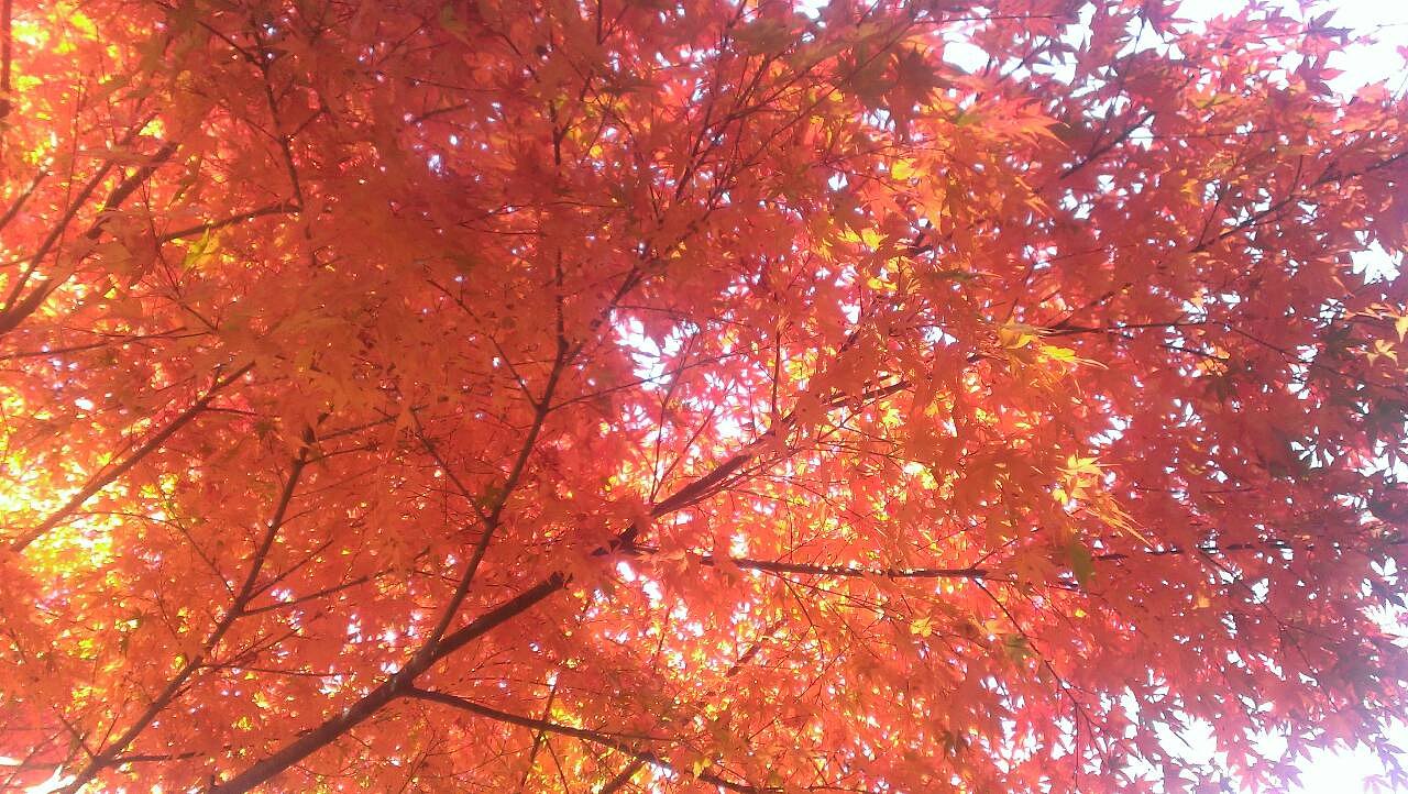 紅葉
