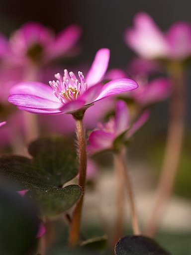 【春】雪割りの花