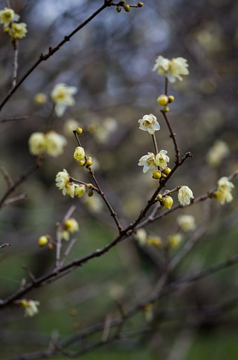 SIGMA MACRO 70mm F2.8 