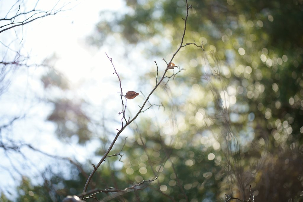 Otus 55mm F1.4 ZF2