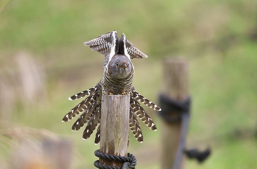 ツツドリ伸びる