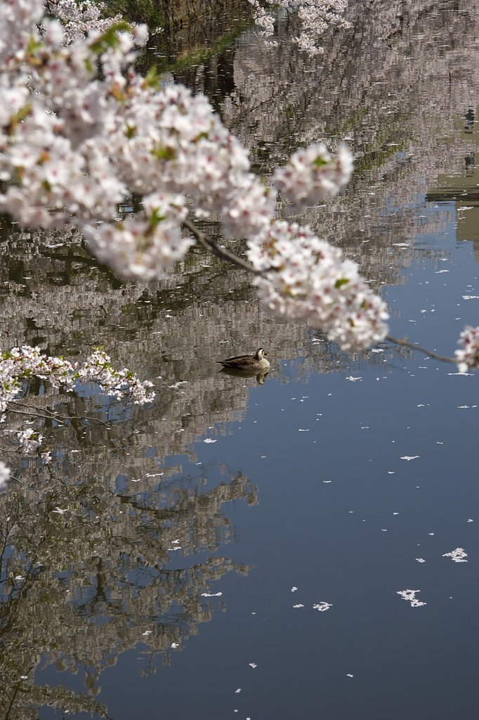 映る桜