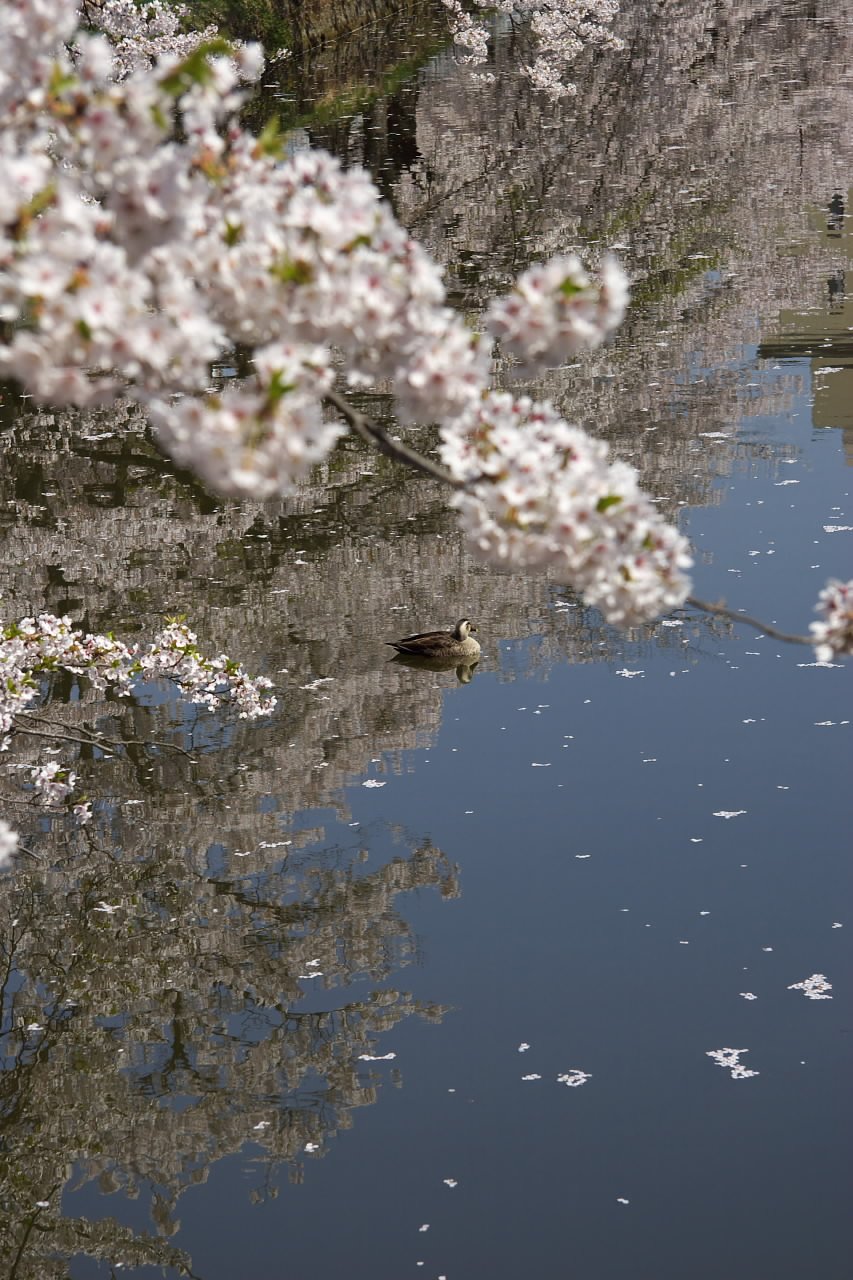 映る桜