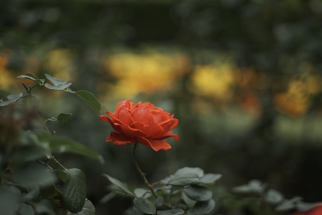 Sonnar 1:2 f=85mm
