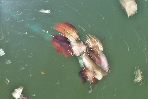枯れ葉
