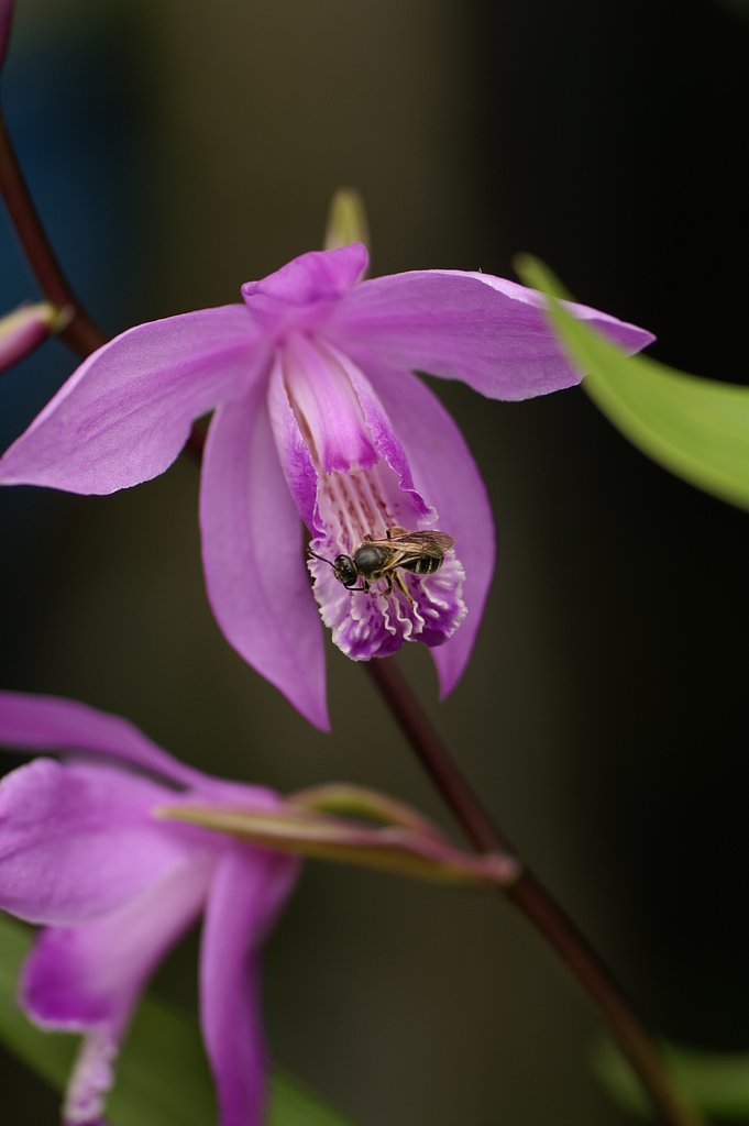 TOKINA　　EMZ　M100AF  F3.5  MACRO